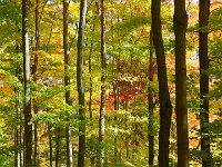 71954CrLeUsm - Walking with Chester along the West Ridge Trails.JPG